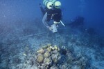 Thad Murdoch at Pelican Shoal Shallow Site, 25 Feet, October 29, 1997 by John C. Ogden