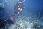 Margaret Miller at Pelican Shoal Shallow Site, 25 Feet, October 29, 1997