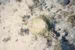 Bleached Coral Reef at Pelican Shoal Shallow Site, 25 feet, October 29, 1997, A