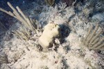 Bleached Coral Reef at Pelican Shoal Shallow Site, 25 feet, October 29, 1997, B