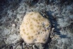 Bleached Coral Reef at Pelican Shoal Shallow Site, 25 feet, October 29, 1997, D