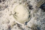 Bleached Coral Reef at Pelican Shoal Shallow Site, 25 feet, October 29, 1997, E