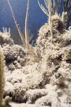 Bleached Coral Reef at Pelican Shoal Shallow Site, 25 feet, October 29, 1997, F