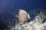 Fish at Pelican Shoal Shallow Site, 25 feet, October 29, 1997