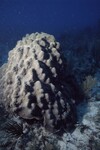 Coral Reef at Pelican Shoal Shallow Site, 25 feet, October 29, 1997