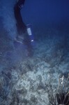 Diver at Pelican Shoal Shallow Site, 25 feet, October 29, 1997, A