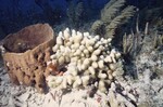 Bleached Coral Reef at Pelican Shoal Shallow Site, 25 feet, October 29, 1997, G