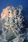 Bleached Coral Reef at Pelican Shoal Shallow Site, 25 feet, October 29, 1997, H