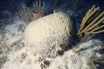 Bleached Coral Reef at Pelican Shoal Shallow Site, 25 feet, October 29, 1997, I