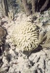 Bleached Coral Reef at Pelican Shoal Shallow Site, 25 feet, October 29, 1997, J