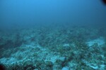 Coral Reef at Carysfort South Deep Site, 50 feet, October 31, 1997, A