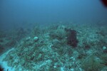 Coral Reef at Carysfort South Deep Site, 50 feet, October 31, 1997, B