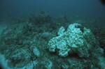 Bleached Coral Reef at Carysfort South Deep Site, 50 feet, October 31, 1997