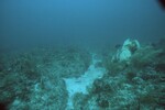 Coral Reef at Carysfort South Deep Site, 50 feet, October 31, 1997, C