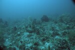 Coral Reef at Carysfort South Deep Site, 50 feet, October 31, 1997, D