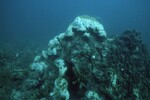 Bleached Coral Reef at Carysfort South Shallow Site, 20 feet, October 31, 1997, A