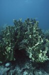 Coral Reef at Carysfort South Shallow Site, 20 feet, October 31, 1997, A