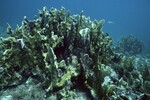 Coral Reef at Carysfort South Shallow Site, 20 feet, October 31, 1997, B