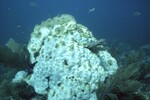 Bleached Coral Reef at Carysfort South Shallow Site, 20 feet, October 31, 1997, B