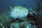 Bleached Coral Reef at Carysfort South Shallow Site, 20 feet, October 31, 1997, C