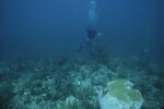 Diver at Carysfort South Shallow Site, 20 feet, October 31, 1997