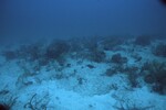 Coral Reef at Maitland Reef Deep Site, 50 feet, October 31, 1997, A