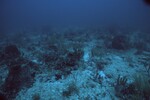 Coral Reef at Maitland Reef Deep Site, 50 feet, October 31, 1997, B