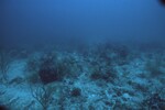 Coral Reef at Maitland Reef Deep Site, 50 feet, October 31, 1997, C