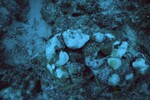 Bleached Coral Reef at Maitland Reef Deep Site, 50 feet, October 31, 1997, A