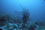 Coral Reef at Maitland Reef Deep Site, 50 feet, October 31, 1997, D