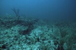 Coral Reef at Maitland Reef Shallow Site, 20 feet, October 31, 1997, E