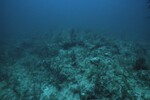 Coral Reef at Maitland Reef Shallow Site, 20 feet, October 31, 1997, F