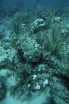 Bleached Coral Reef at Maitland Reef Deep Site, 50 feet, October 31, 1997, B