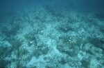 Bleached Coral Reef at Maitland Reef Shallow Site, 20 feet, October 31, 1997, A