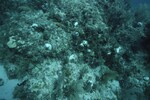 Bleached Coral Reef at Maitland Reef Shallow Site, 20 feet, October 31, 1997, B