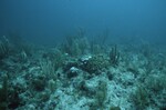 Bleached Coral Reef at Maitland Reef Shallow Site, 20 feet, October 31, 1997, C