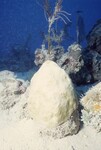 Bleached Coral Reef at Pelican Shoal Dive Site, October 29, 1997, A