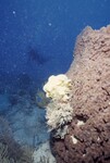 Bleached Coral Reef at Pelican Shoal Dive Site, October 29, 1997, B