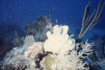 Bleached Coral Reef at Pelican Shoal Dive Site, October 29, 1997, D