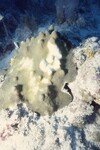 Bleached Montastraea Cavernosa at Pelican Shoal Deep Site, October 29, 1997, E