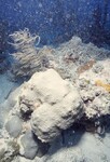 Bleached Coral Reef at Pelican Shoal Dive Site, October 29, 1997, E