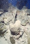 Bleached Coral Reef at Pelican Shoal Dive Site, October 29, 1997, F