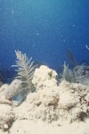 Bleached Coral Reef at Pelican Shoal Dive Site, October 29, 1997, G