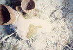 Bleached Coral Reef at Pelican Shoal Dive Site, October 29, 1997, H