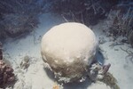 Bleached Siderastrea Siderea at Pelican Shoal Deep Site, 50 Feet, October 29, 1997