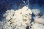 Bleached Coral Reef at Pelican Shoal Dive Site, October 29, 1997, I