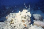 Bleached Coral Reef at Pelican Shoal Deep Site, 50 feet, October 29, 1997, O