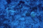 Bleached Coral Reef at Pelican Shoal Dive Site, October 29, 1997, J