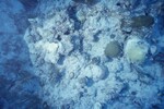 Bleached Coral Reef at Pelican Shoal Deep Site, 50 feet, October 29, 1997, P