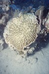 Bleached Mycetophyllia at Pelican Shoal Deep Site, 50 feet, October 29, 1997, C